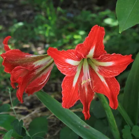 With Parking Space Orebic, Peljesac - 10096 *