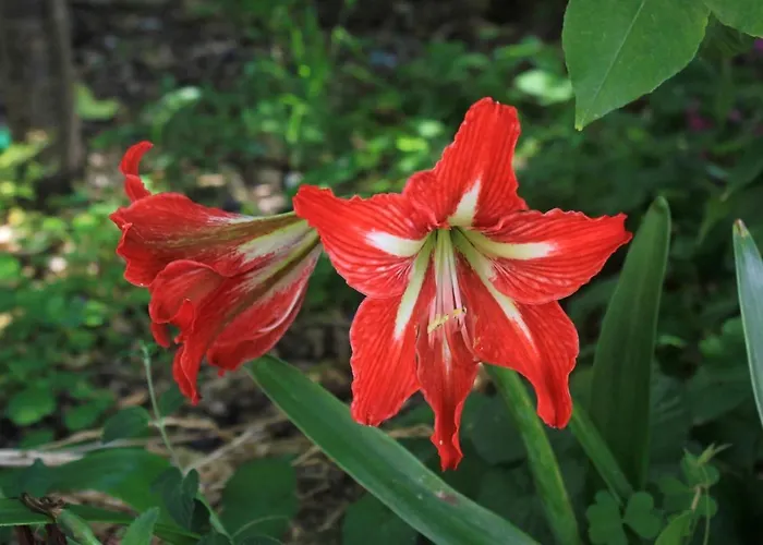 With Parking Space Orebic, Peljesac - 10096 *